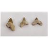 Image 2 : Lot of Fossil Shark Teeth
