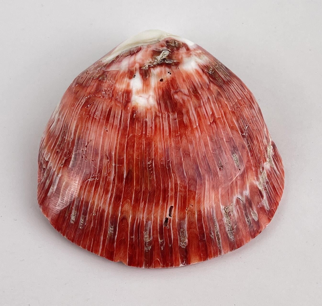 Polished Spiny Oyster Shell