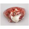 Image 2 : Polished Spiny Oyster Shell