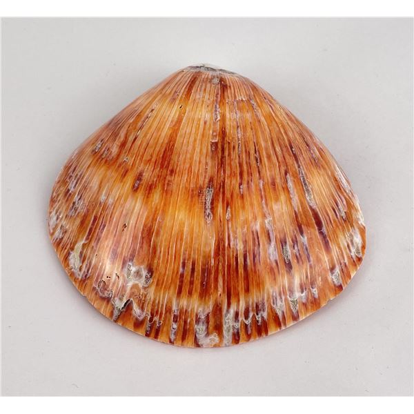 Polished Spiny Oyster Shell