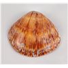Image 1 : Polished Spiny Oyster Shell