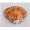Image 2 : Polished Spiny Oyster Shell