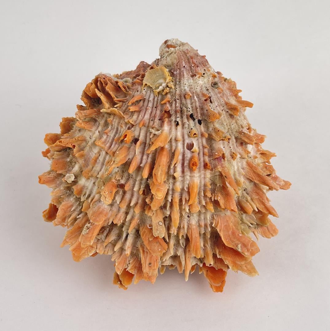 Spiny Oyster Sea Shell