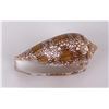 Image 3 : Conus Textile Seashell
