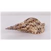 Image 2 : Charonia tritonis Conch Shell Seashell