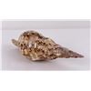 Image 3 : Charonia tritonis Conch Shell Seashell