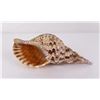Image 1 : Charonia tritonis Conch Shell Seashell
