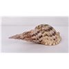 Image 2 : Charonia tritonis Conch Shell Seashell