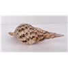 Image 3 : Charonia tritonis Conch Shell Seashell
