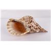 Image 1 : Charonia tritonis Conch Shell Seashell