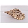 Image 2 : Charonia tritonis Conch Shell Seashell