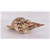 Image 3 : Charonia tritonis Conch Shell Seashell