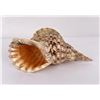 Image 1 : Charonia tritonis Conch Shell Seashell