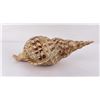 Image 3 : Charonia tritonis Conch Shell Seashell