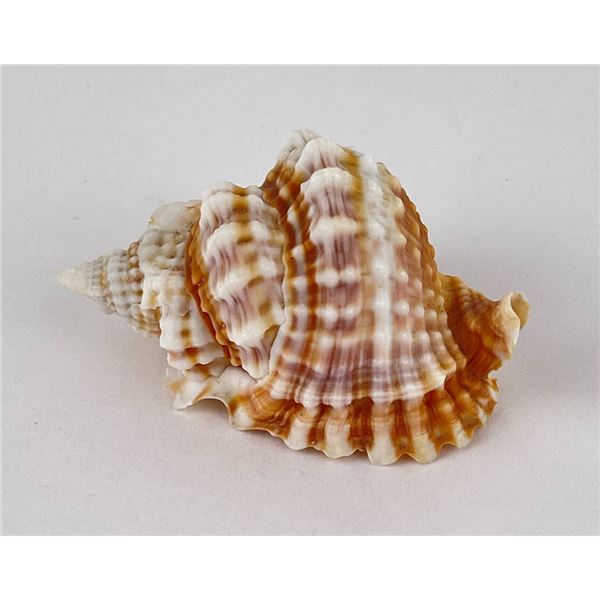 Distorsio anus Old Lady Conch Seashell