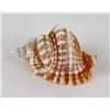 Image 1 : Distorsio anus Old Lady Conch Seashell