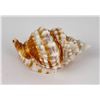 Image 2 : Distorsio anus Old Lady Conch Seashell