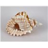 Image 3 : Distorsio anus Old Lady Conch Seashell