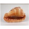 Image 3 : Cypraecassis Rufa Bulmouth Conch Seashell