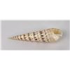 Image 1 : Terebra maculata Marlinspike Seashell