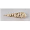 Image 2 : Terebra maculata Marlinspike Seashell