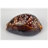 Image 2 : Cypraea Mauritiana Hawaiiensis Seashell