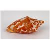 Image 2 : Cymbiola vespertilio Bat Volute Seashell