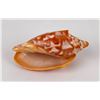 Image 3 : Cymbiola vespertilio Bat Volute Seashell