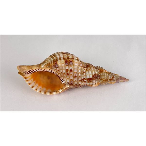 Charonia tritonis Conch Shell Seashell