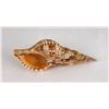 Image 1 : Charonia tritonis Conch Shell Seashell