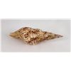 Image 2 : Charonia tritonis Conch Shell Seashell