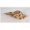 Image 3 : Charonia tritonis Conch Shell Seashell