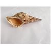 Image 1 : Charonia tritonis Conch Shell Seashell