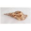Image 2 : Charonia tritonis Conch Shell Seashell