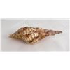 Image 3 : Charonia tritonis Conch Shell Seashell