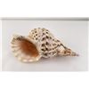 Image 1 : Charonia tritonis Conch Shell Seashell