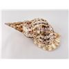 Image 2 : Charonia tritonis Conch Shell Seashell