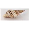 Image 3 : Charonia tritonis Conch Shell Seashell