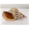 Image 1 : Charonia tritonis Conch Shell Seashell