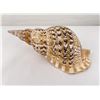 Image 2 : Charonia tritonis Conch Shell Seashell