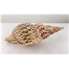 Image 3 : Charonia tritonis Conch Shell Seashell
