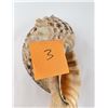 Image 4 : Charonia tritonis Conch Shell Seashell