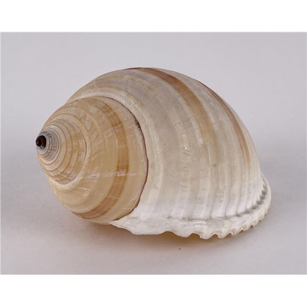 Giant Land Snail Shell