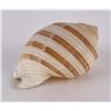 Image 2 : Giant Land Snail Shell