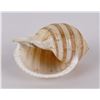 Image 3 : Giant Land Snail Shell