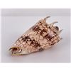 Image 2 : Cymbiola imperialis imperial volute Seashell
