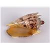 Image 3 : Cymbiola imperialis imperial volute Seashell
