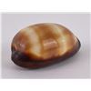 Image 1 : Cypraea ventriculus Banded Cowrie Seashell