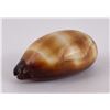 Image 2 : Cypraea ventriculus Banded Cowrie Seashell