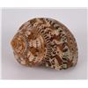 Image 1 : Turbo Petholatus Tapestry Turbo Seashell